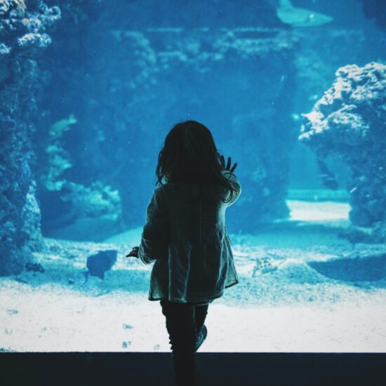 A picture of a little girl looking into an aquarium.