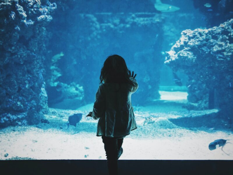 A picture of a little girl looking into an aquarium.